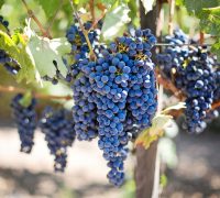15 Grape Seed Extract Benefits