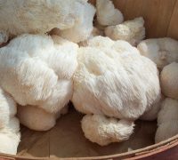 Lion's Mane Mushroom Benefits (PLUS How To Cook)