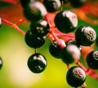 Elderberry Health Benefits