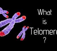 How We Age: The Effects Of Telomeres And Telomerase