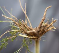 Health Benefits Of Valerian Root